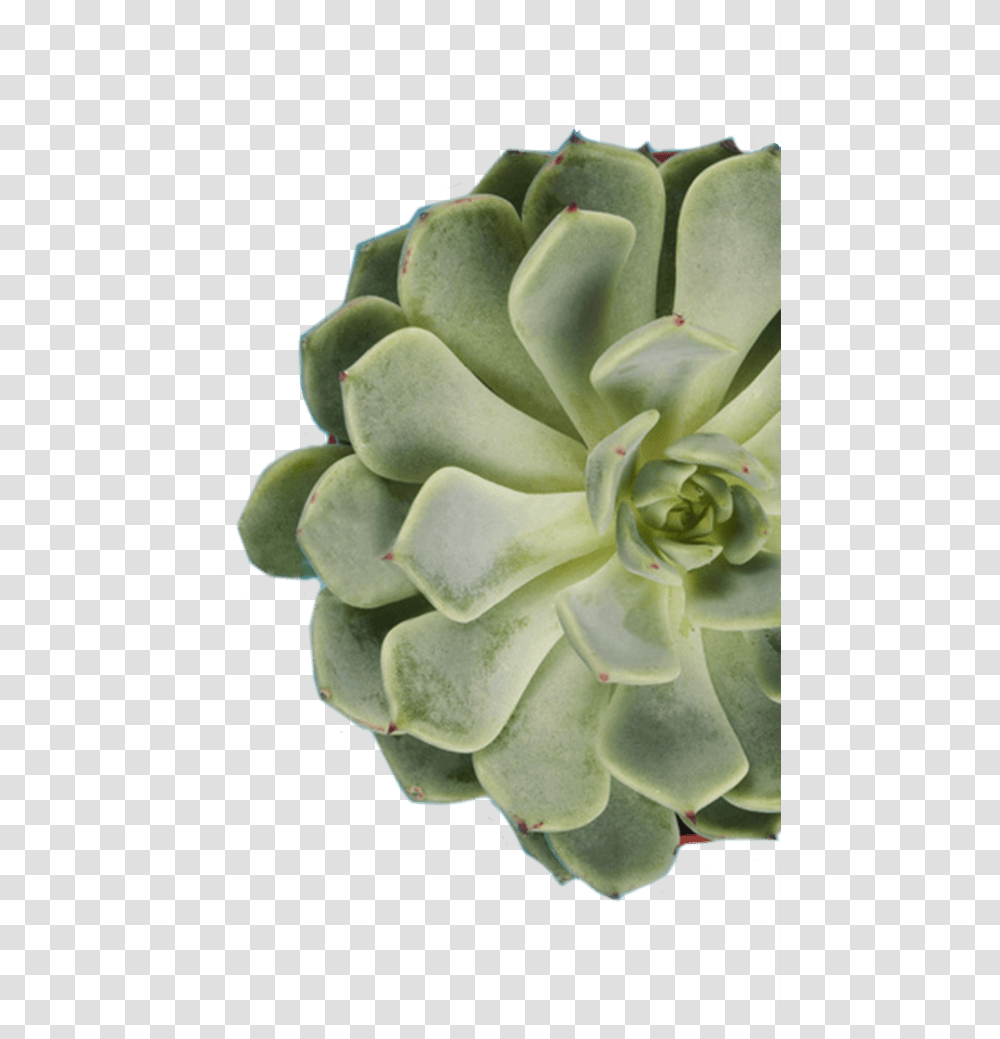 White Mexican Rose, Plant, Flower, Blossom, Cactus Transparent Png