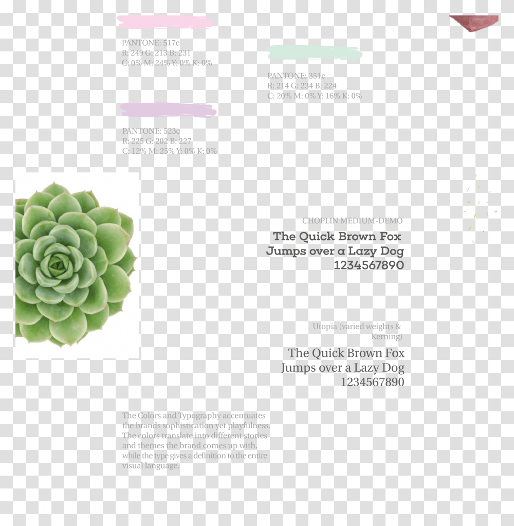 White Mexican Rose, Plant, Flyer, Poster, Paper Transparent Png