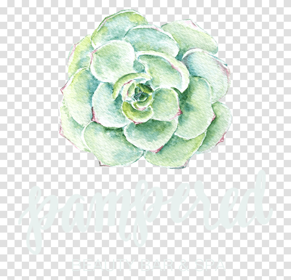 White Mexican Rose, Potted Plant, Vase, Jar, Pottery Transparent Png