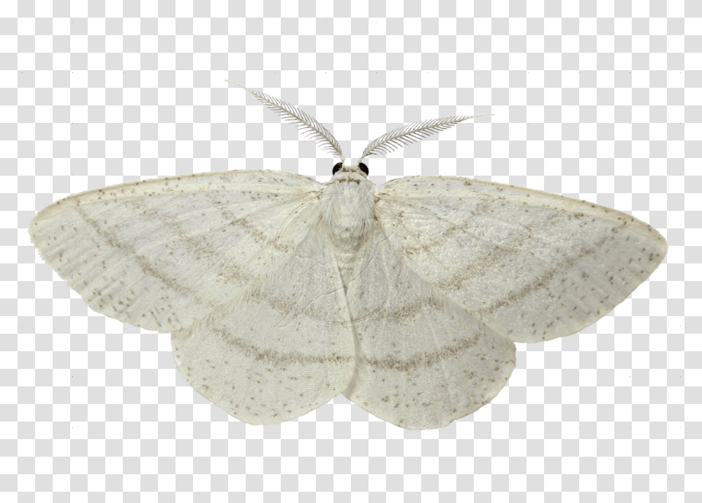 White Moth White Background, Butterfly, Insect, Invertebrate, Animal Transparent Png