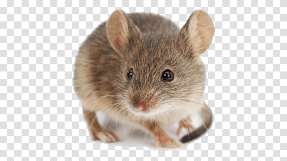 White Mouse Background House Mouses, Rat, Rodent, Mammal, Animal Transparent Png