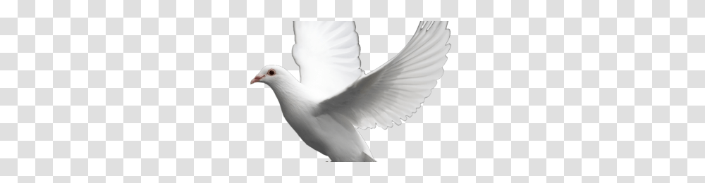 White Mug Image, Bird, Animal, Dove, Pigeon Transparent Png