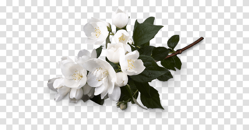 White Musk Flower, Plant, Blossom, Acanthaceae, Flower Arrangement Transparent Png