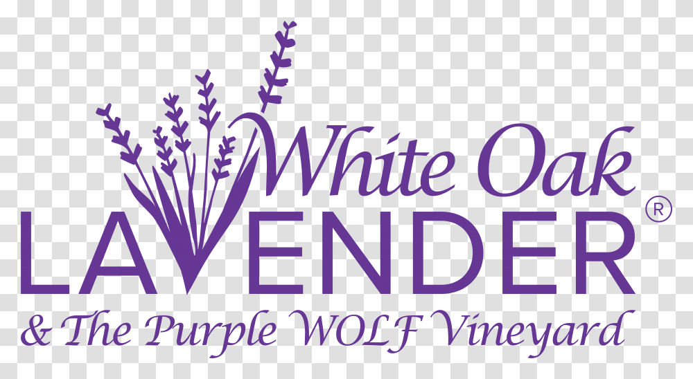 White Oak Lavender Farm Amp The Purple Wolf Vineyard White Oak Lavender Farm Harrisonburg, Alphabet, Word, People Transparent Png