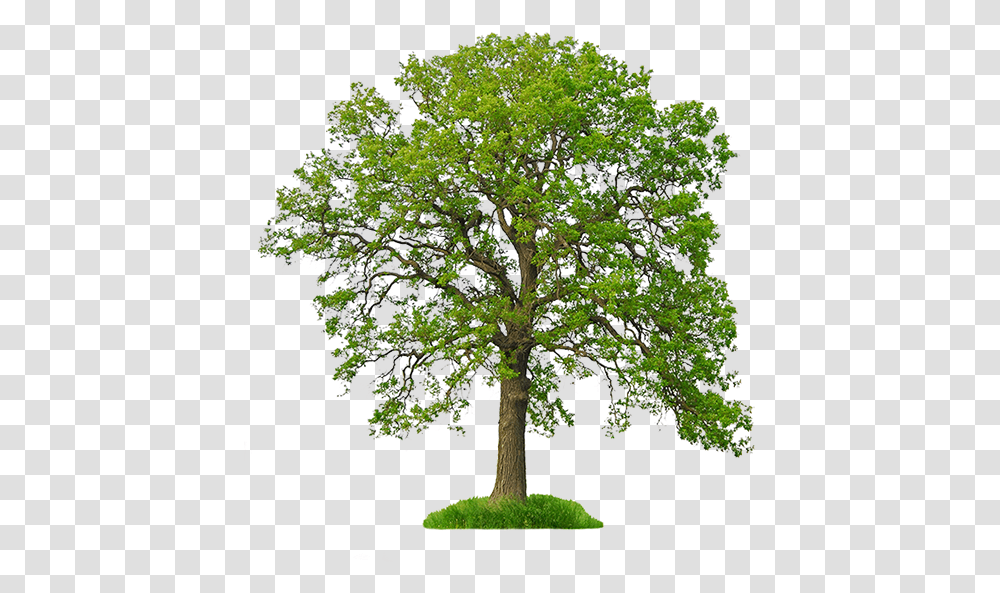 White Oak Tree Tree Background Hd, Plant, Potted Plant, Vase, Jar Transparent Png