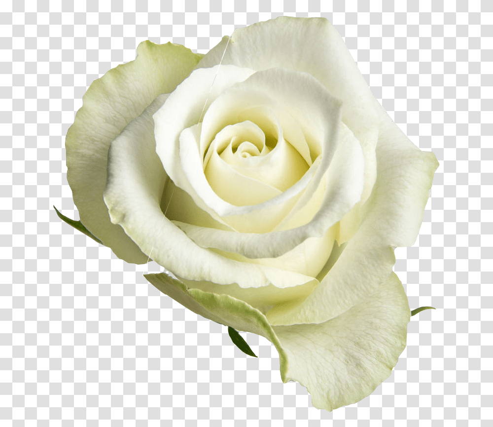 White Open Rose, Flower, Plant, Blossom, Petal Transparent Png