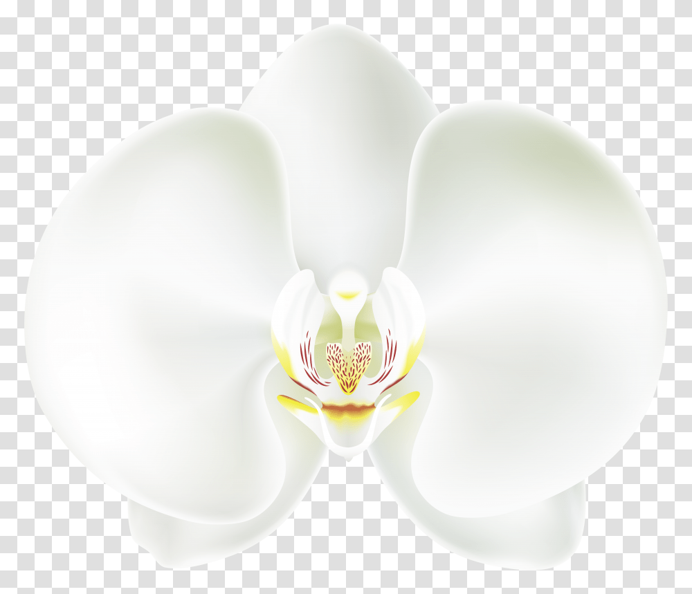 White Orchid Clip, Plant, Flower, Blossom, Anemone Transparent Png