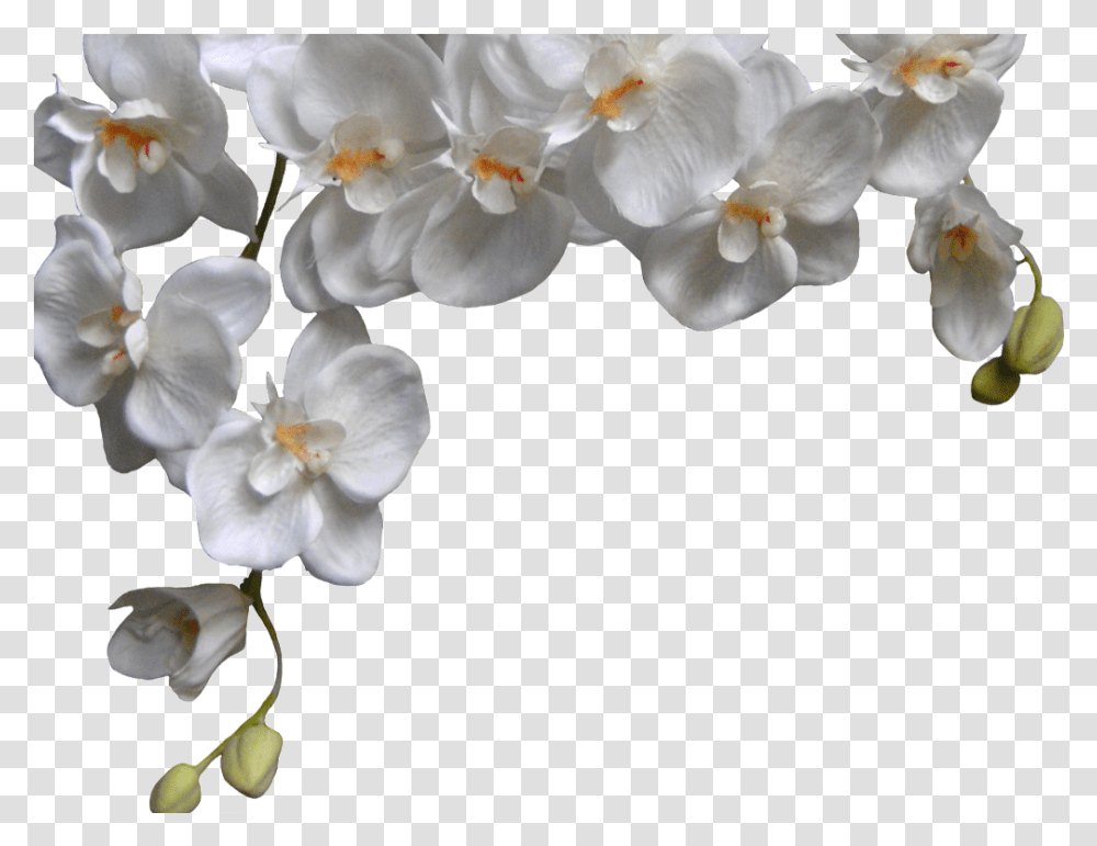 White Orchid Phalaenopsis White Orchid, Plant, Geranium, Flower, Blossom Transparent Png