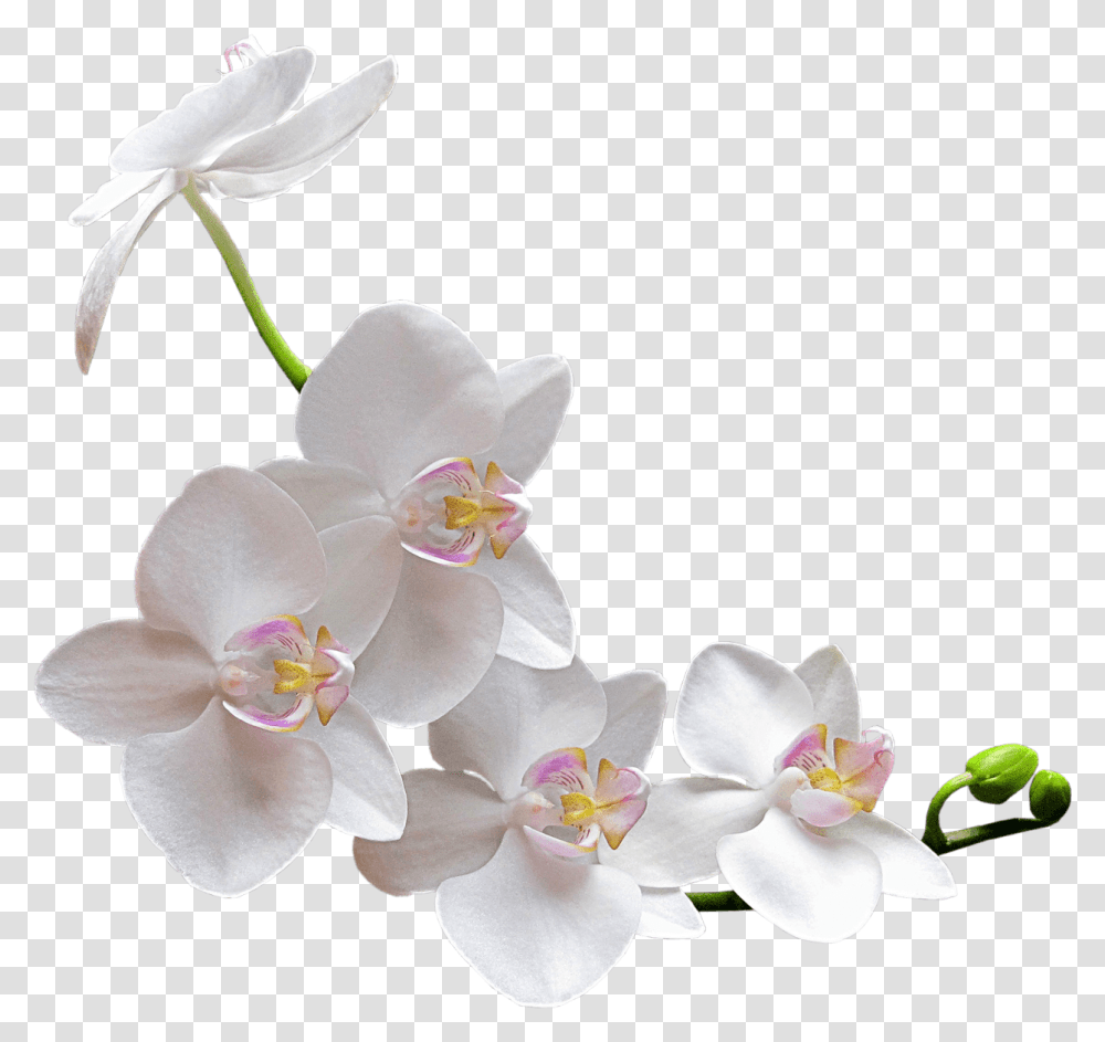 White Orchid White Orchid, Plant, Flower, Blossom, Rose Transparent Png