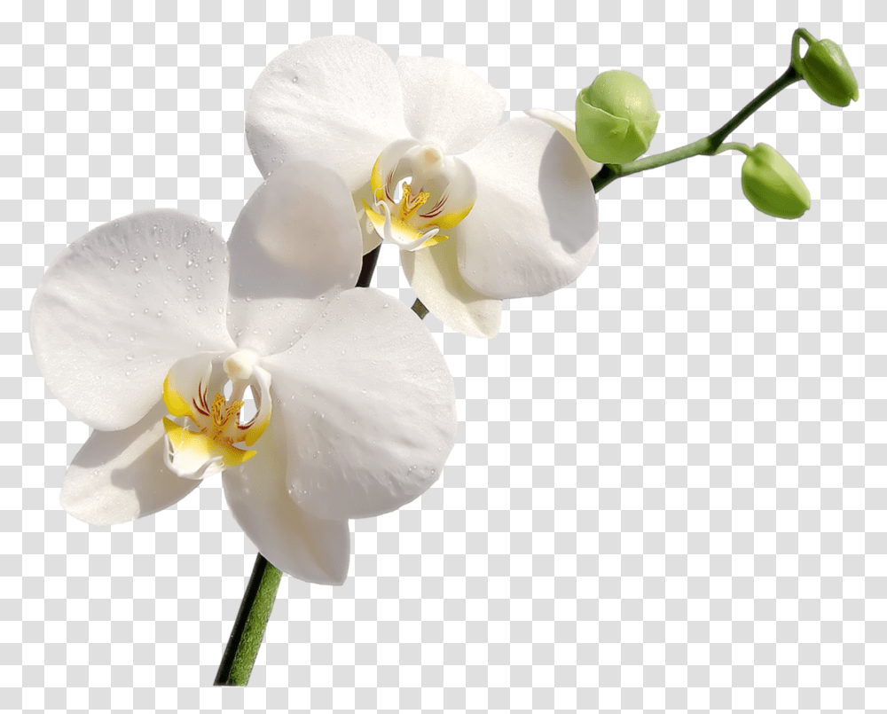 Белые цветы фаленопсис