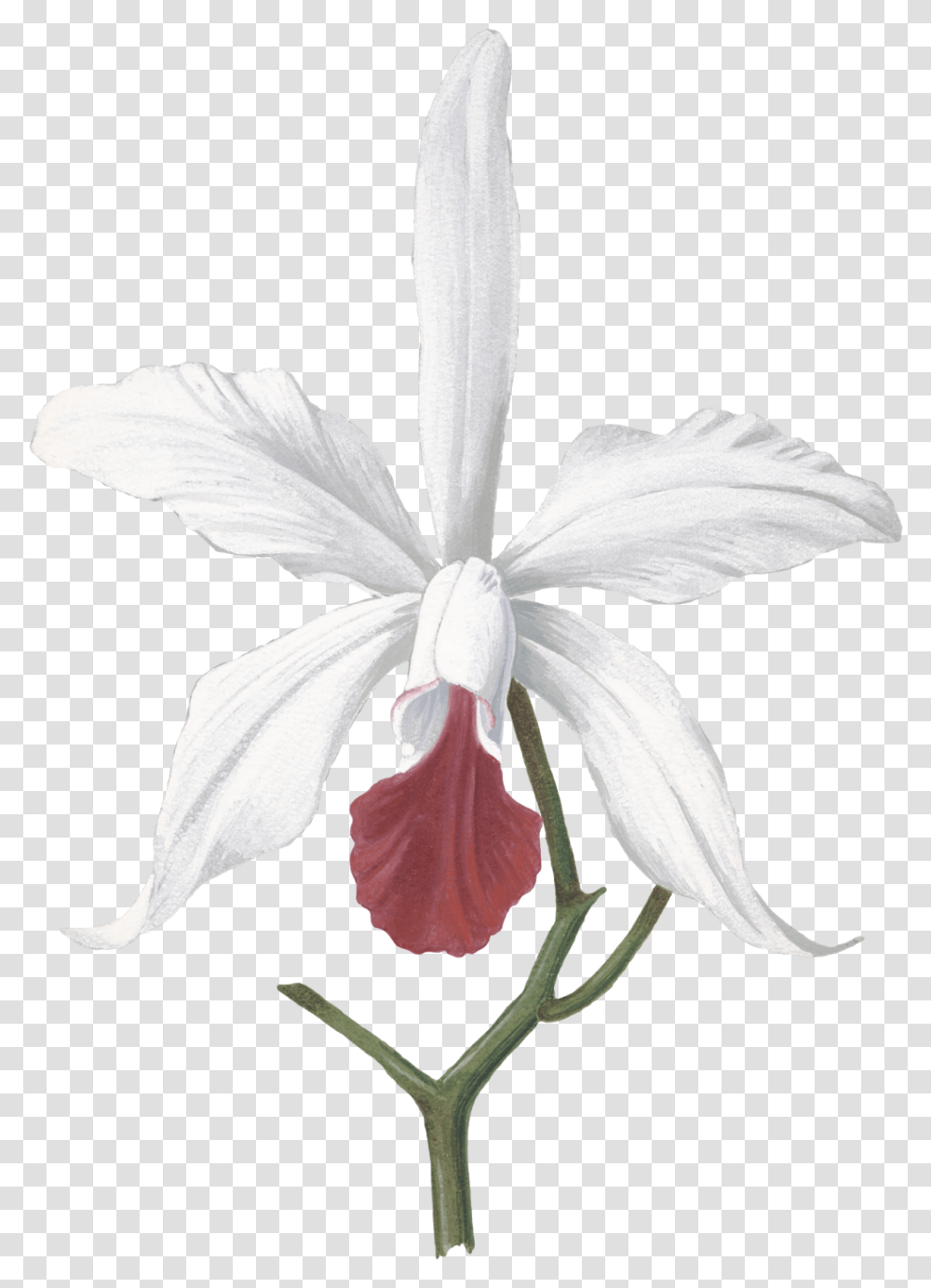White Orchids Devilwood Flower Drawing, Plant, Blossom, Bird, Animal Transparent Png