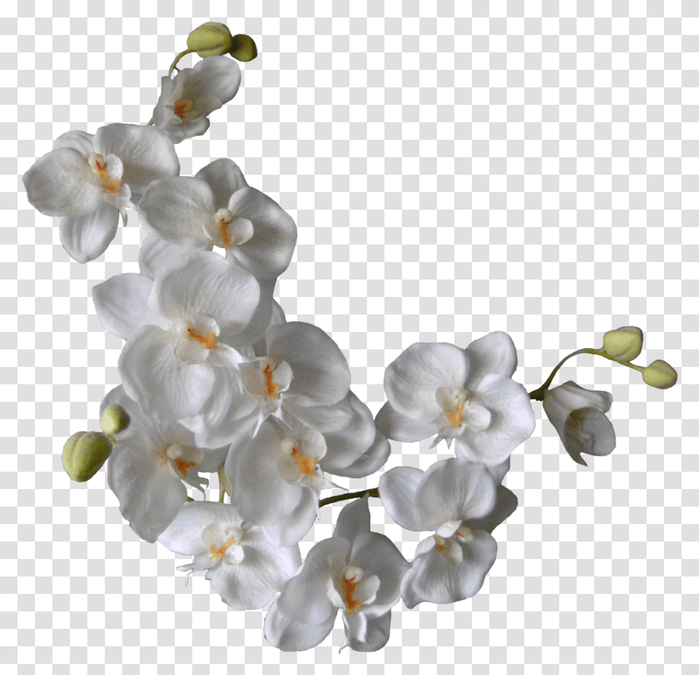 White Orchids On A Branch White Flowers Background, Plant, Geranium, Blossom, Wedding Cake Transparent Png