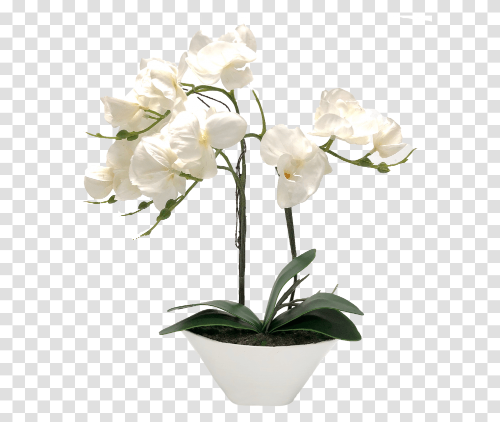 White Orchids Vase Orchid White, Plant, Flower, Blossom, Flower Arrangement Transparent Png