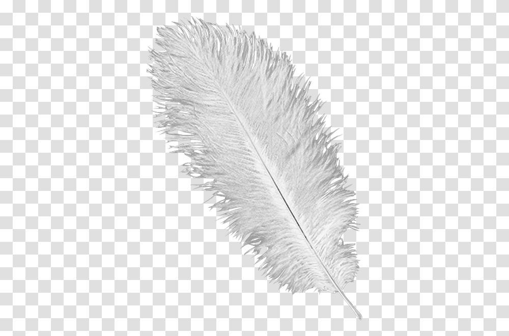 White Ostrich Feather Plume White Ostrich Feather, Bird, Leaf Transparent Png
