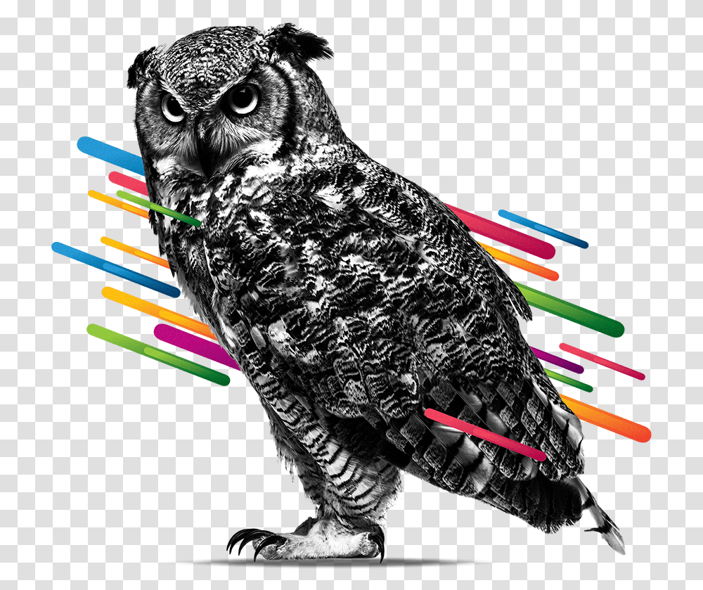 White Papers Eastern Screech Owl, Bird, Animal Transparent Png