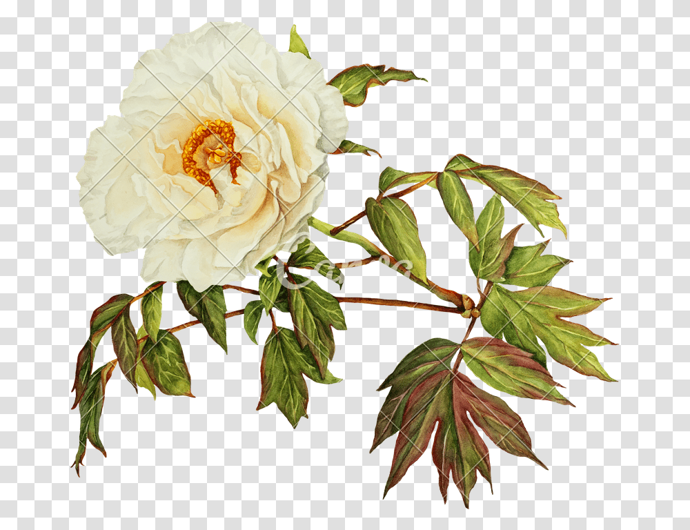 White Peony Flower Watercolor, Plant, Blossom, Rose, Leaf Transparent Png