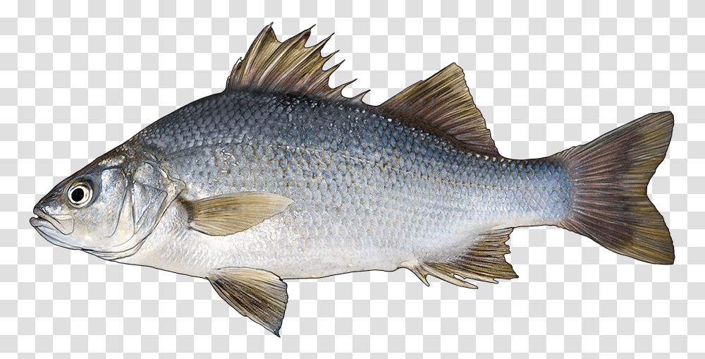 White Perch Vs Freshwater Drum, Fish, Animal, Carp Transparent Png