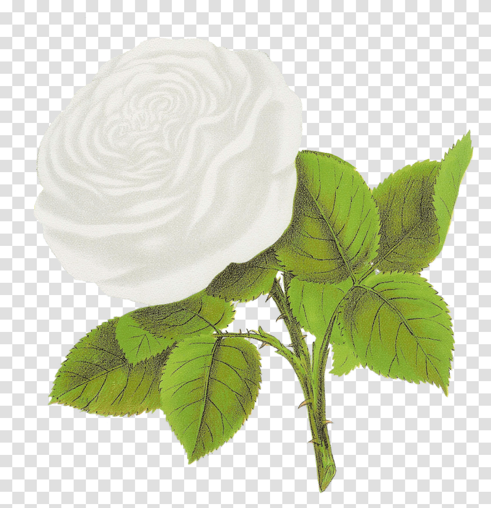 White Petals, Flower, Plant, Blossom, Leaf Transparent Png