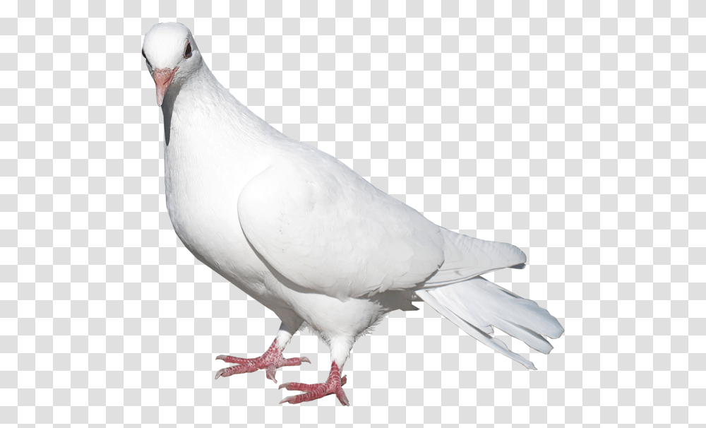 White Pigeon, Bird, Animal, Dove Transparent Png