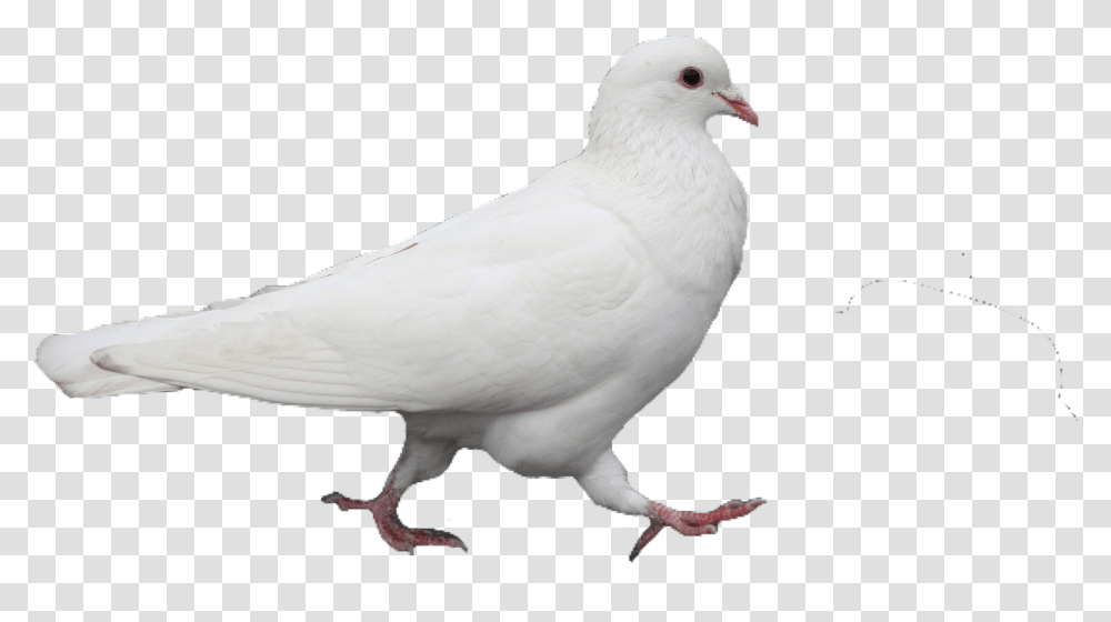 White Pigeon Bird Pngs Cute Trendy Aesthetic Pretty Cute White Pigeon, Animal, Dove Transparent Png