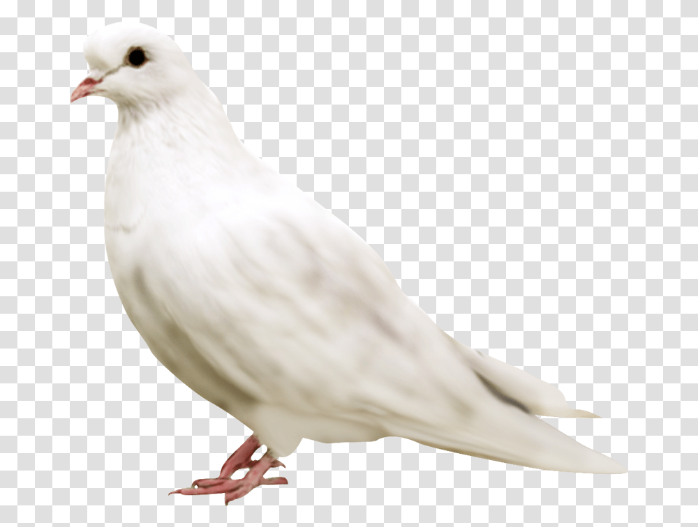 White Pigeon Face Rock Dove, Bird, Animal Transparent Png