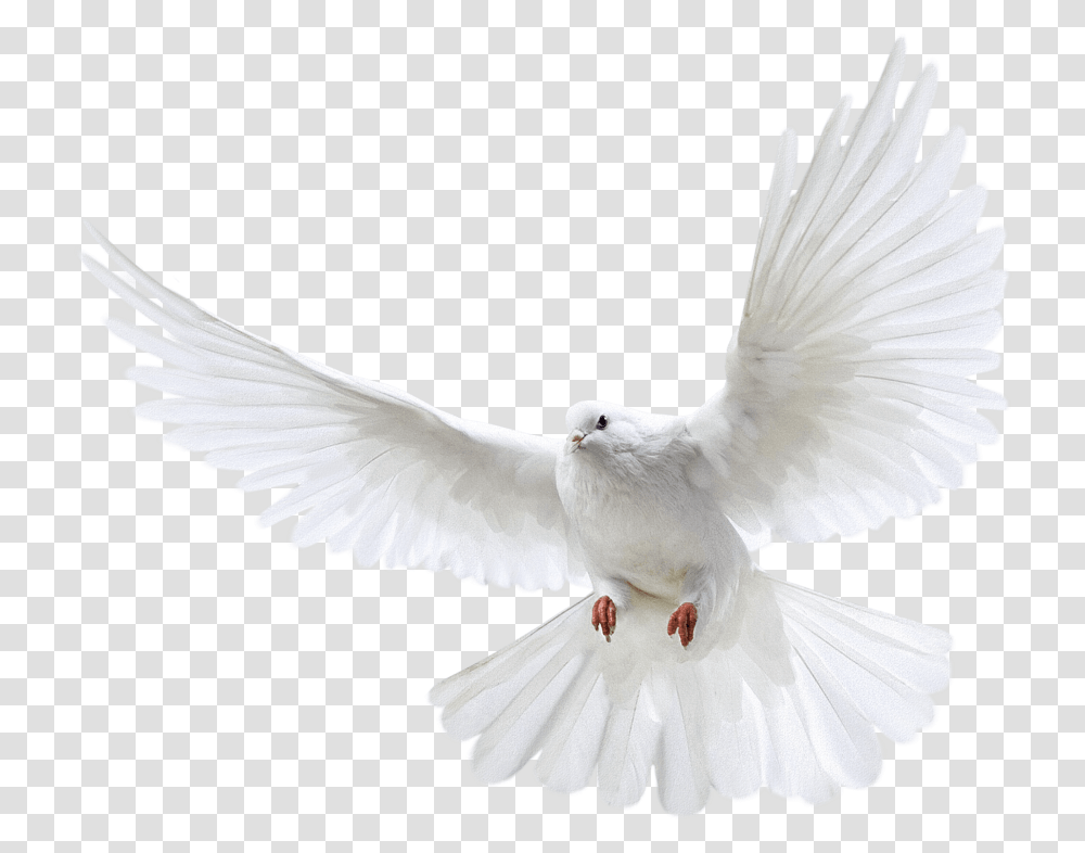 White Pigeon Flying Image White Pigeon, Bird, Animal, Dove Transparent Png