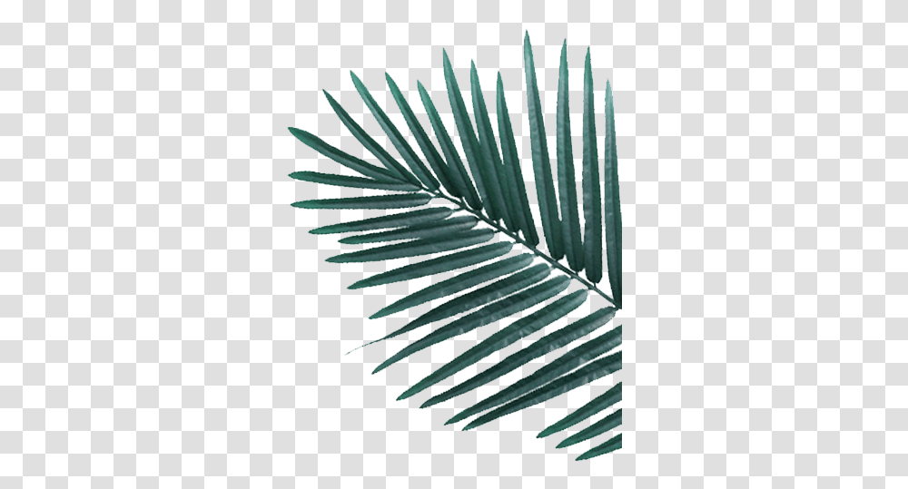 White Pine, Leaf, Plant, Tree, Fir Transparent Png