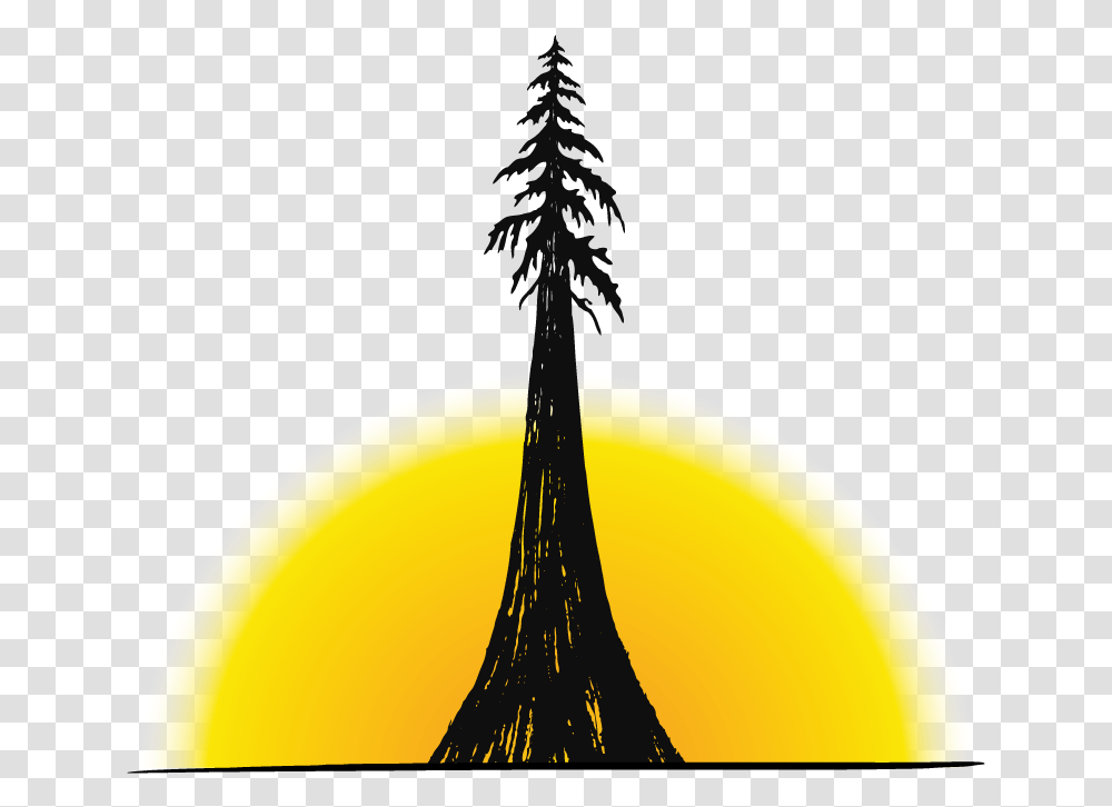 White Pine, Outdoors, Nature, Tree, Plant Transparent Png