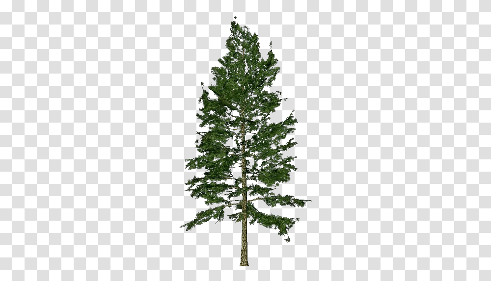 White Pine Pinus, Tree, Plant, Conifer, Cross Transparent Png