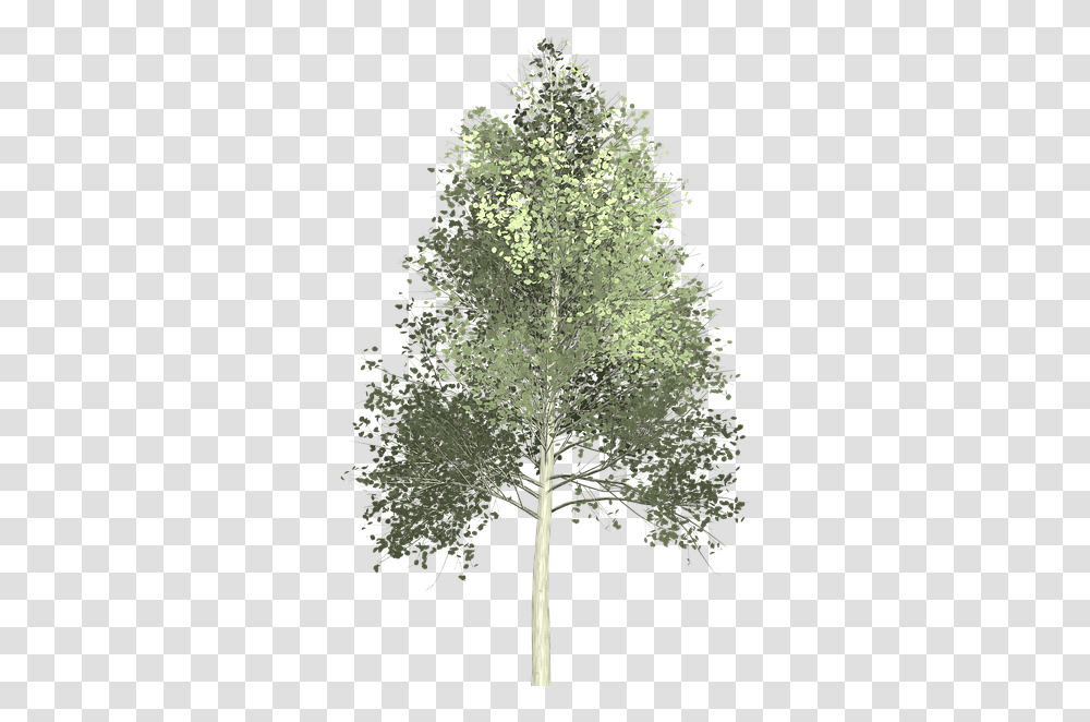 White Pine Tree Paint & Free Paintpng Trees, Plant, Snowflake, Cross, Symbol Transparent Png
