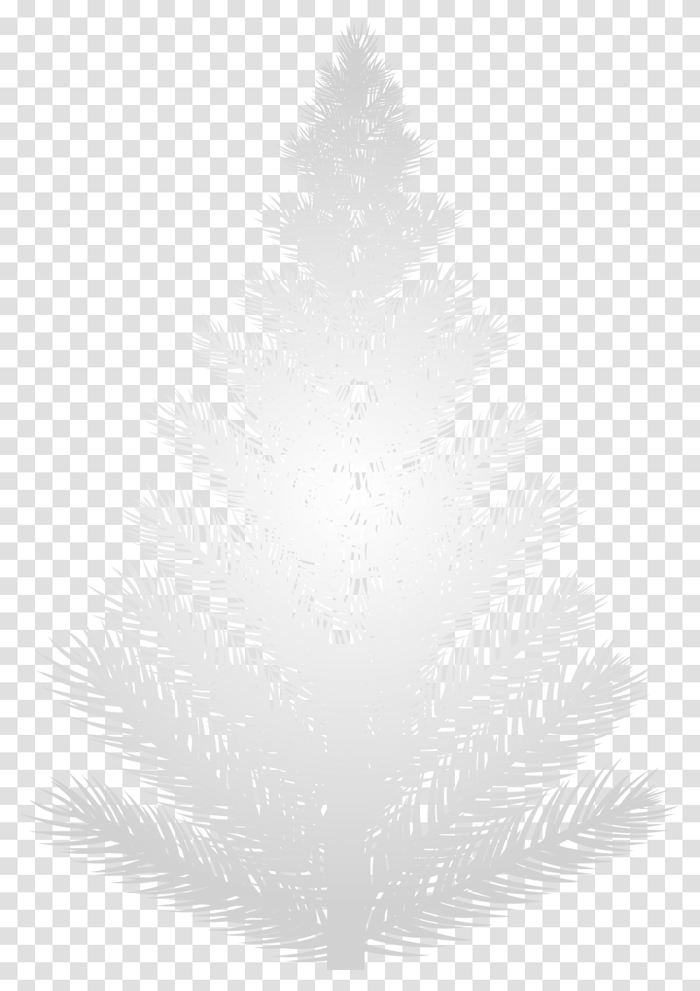 White Pine Tree Trees, Plant, Christmas Tree, Ornament, Ice Transparent Png