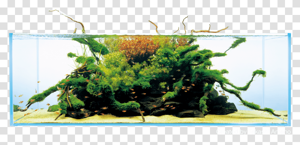 White Pine, Water, Bush, Vegetation, Plant Transparent Png