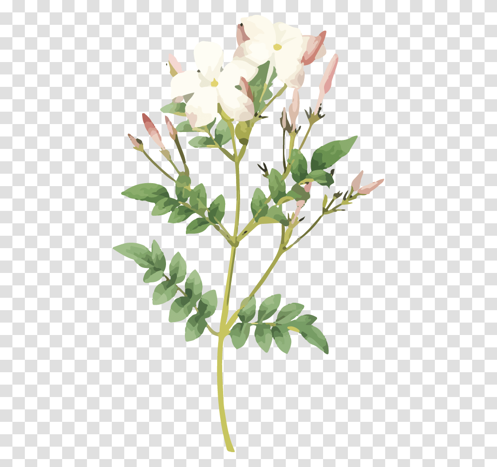 White Pink Flower Jasmine Flower Print, Plant, Blossom, Petal, Leaf Transparent Png