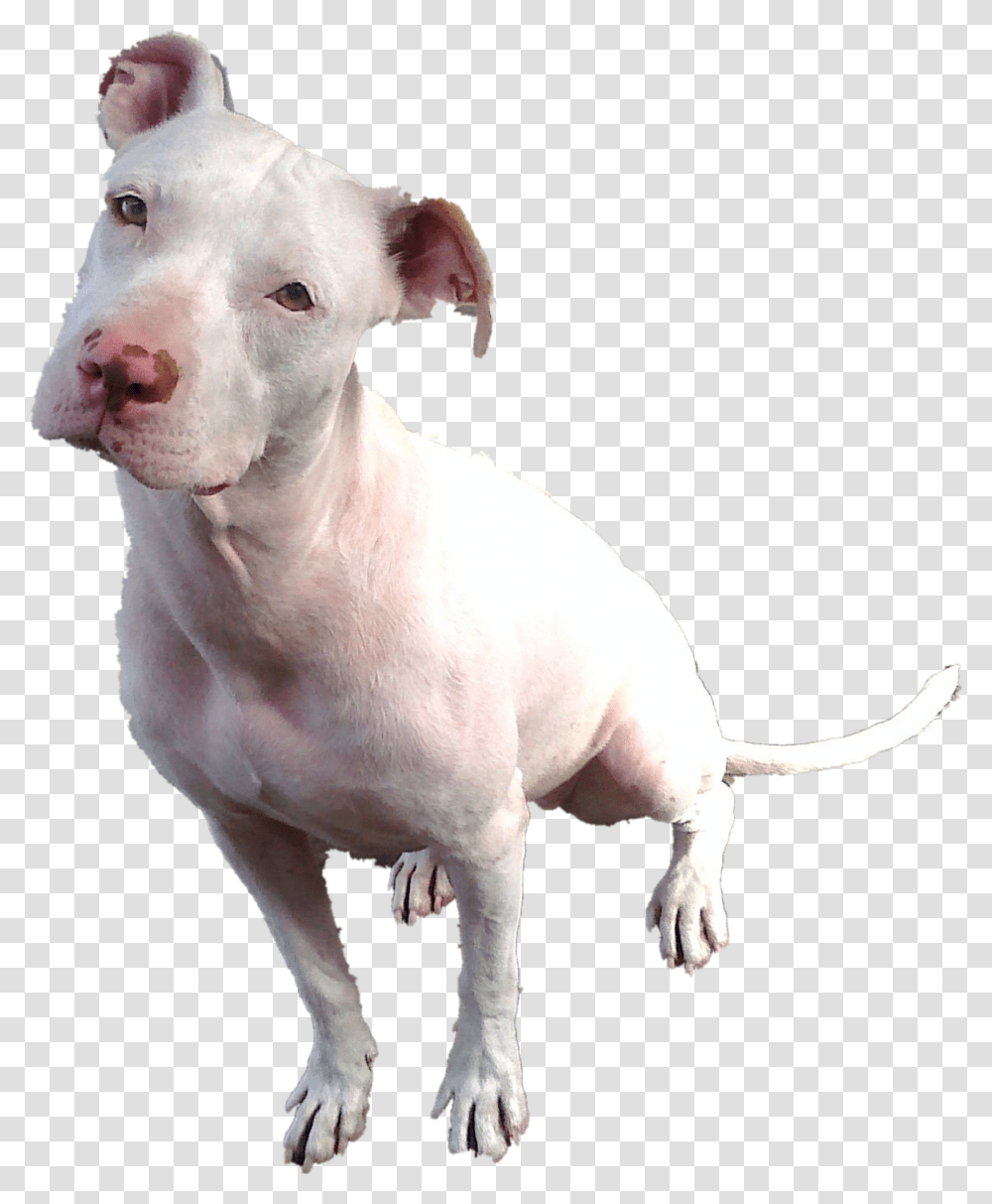 White Pitbull With Blue Eyes, Bulldog, Pet, Canine, Animal Transparent Png
