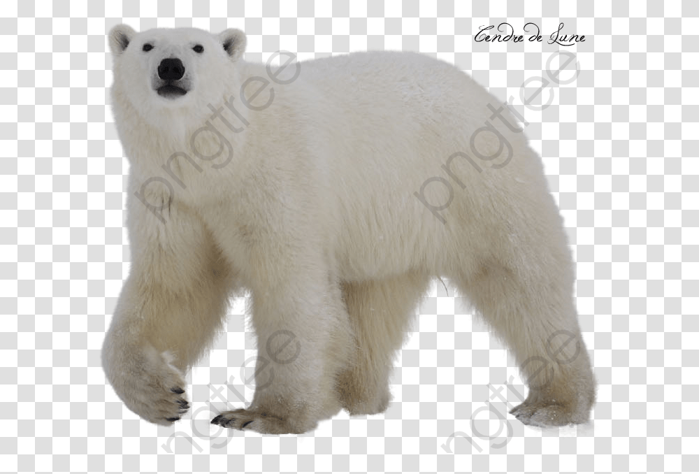 White Polar Bear Polar Bear Clipart Background Polar Bear With No Background, Wildlife, Mammal, Animal Transparent Png