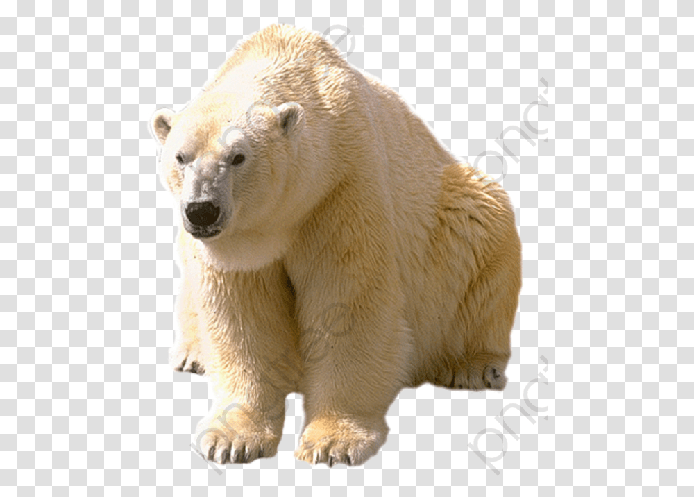 White Polar Bear Polar Bear Clipart Realistic Dictionary Com Polar Bear, Wildlife, Mammal, Animal Transparent Png