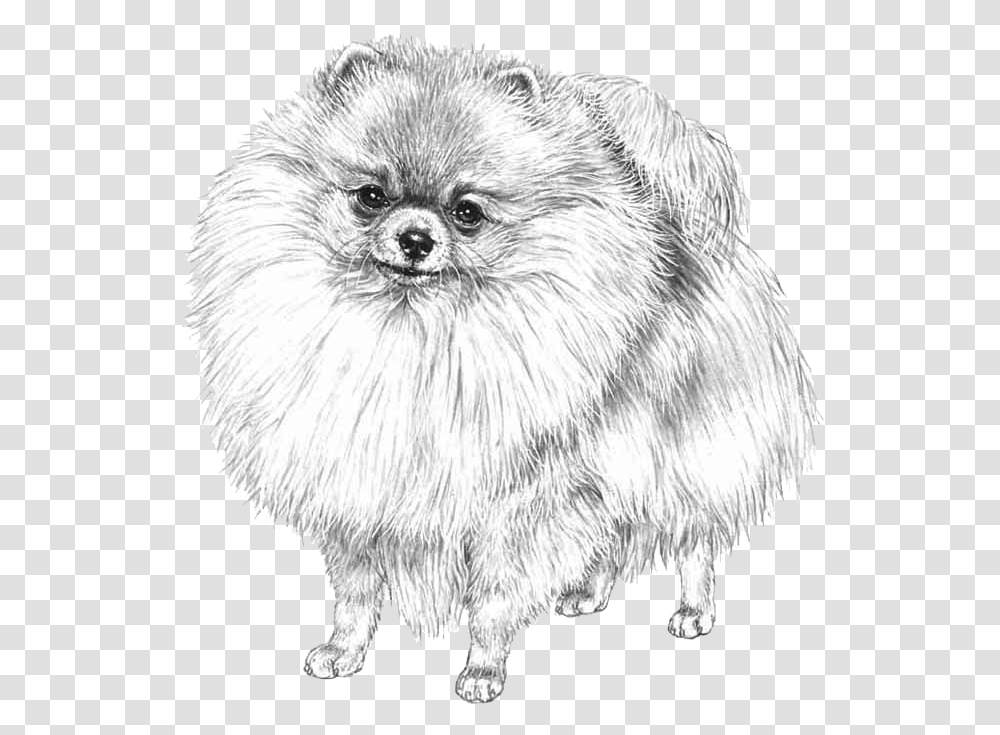 White Pomeranian On Background, Drawing, Sheep, Mammal Transparent Png