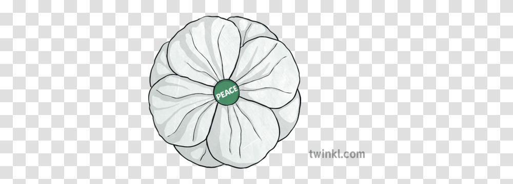 White Poppy Illustration Twinkl Moonflower, Plant, Fruit, Food, Produce Transparent Png