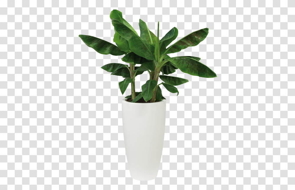 White Pot Plant, Leaf, Tree, Hemp, Bamboo Transparent Png
