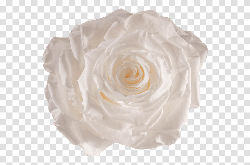 White Preserved Rose, Flower, Plant, Blossom, Petal Transparent Png