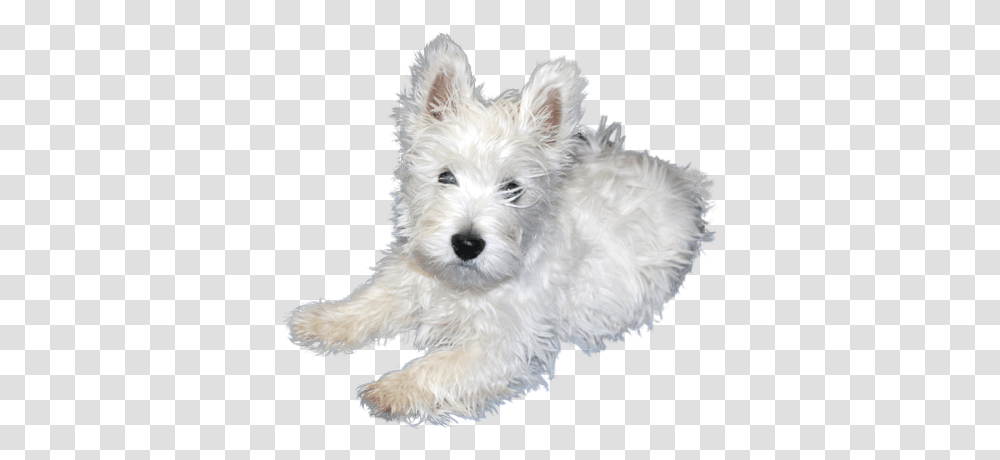 White Puppies Free Image Arts White Puppy, Dog, Pet, Canine, Animal Transparent Png