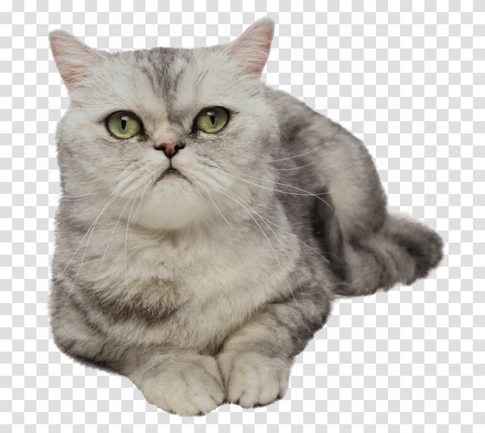 White Pussy Cat Cats, Manx, Pet, Mammal, Animal Transparent Png