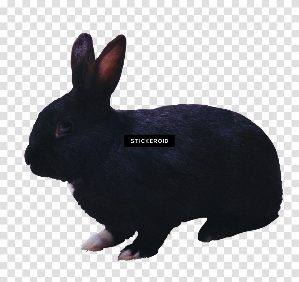 White Rabbit Clipart, Hare, Rodent, Mammal, Animal Transparent Png