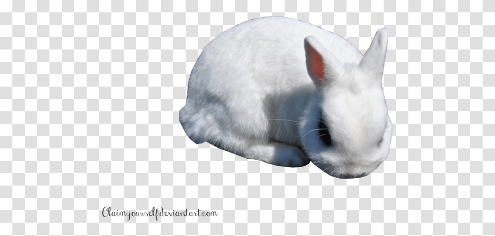 White Rabbit Clipart Portable Network Graphics, Rodent, Mammal, Animal, Bunny Transparent Png