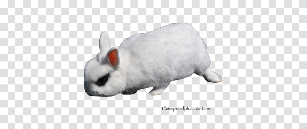 White Rabbit Clipart, Rodent, Mammal, Animal, Cat Transparent Png