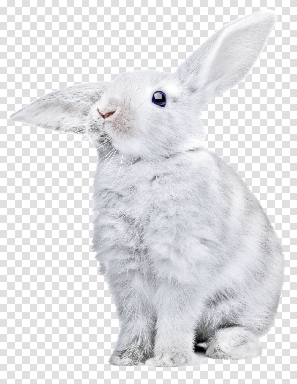 White Rabbit Clipart White Rabbit Background, Rodent, Mammal, Animal, Bird Transparent Png