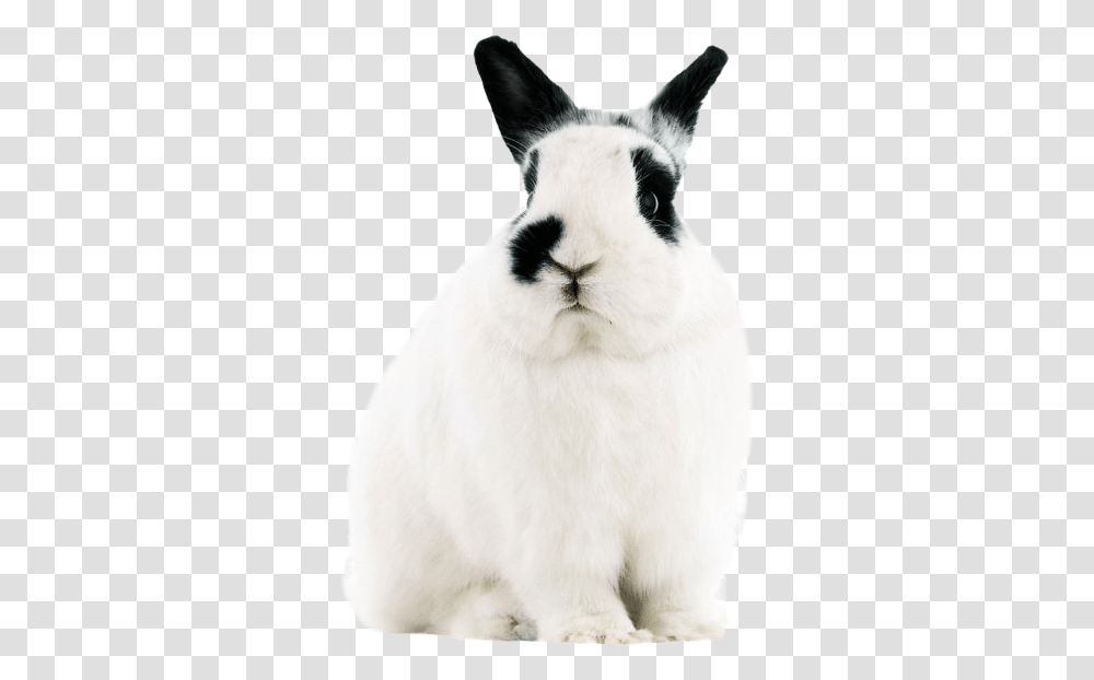 White Rabbit Free Pic, Mammal, Animal, Rodent, Bunny Transparent Png