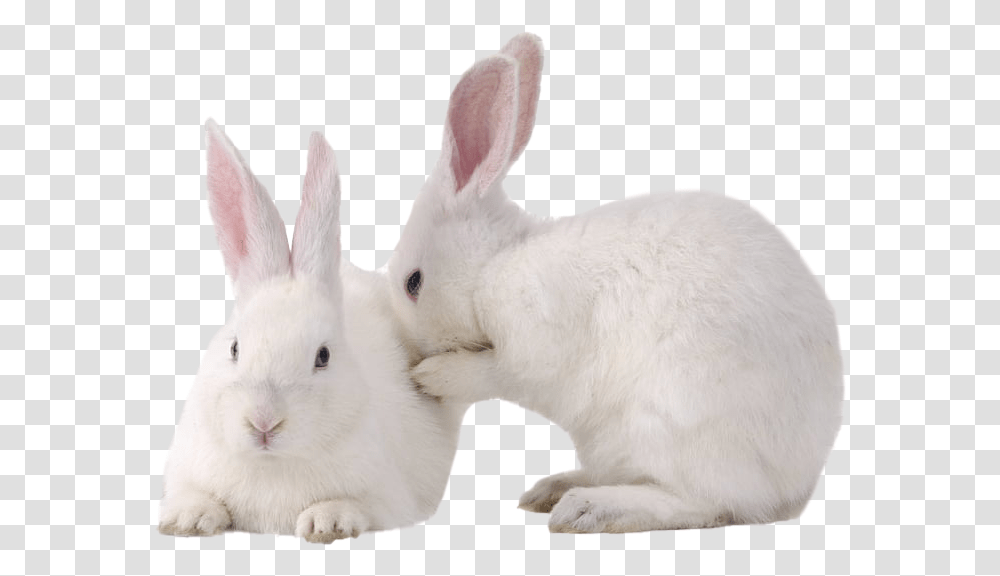 White Rabbit Photo, Rodent, Mammal, Animal, Hare Transparent Png