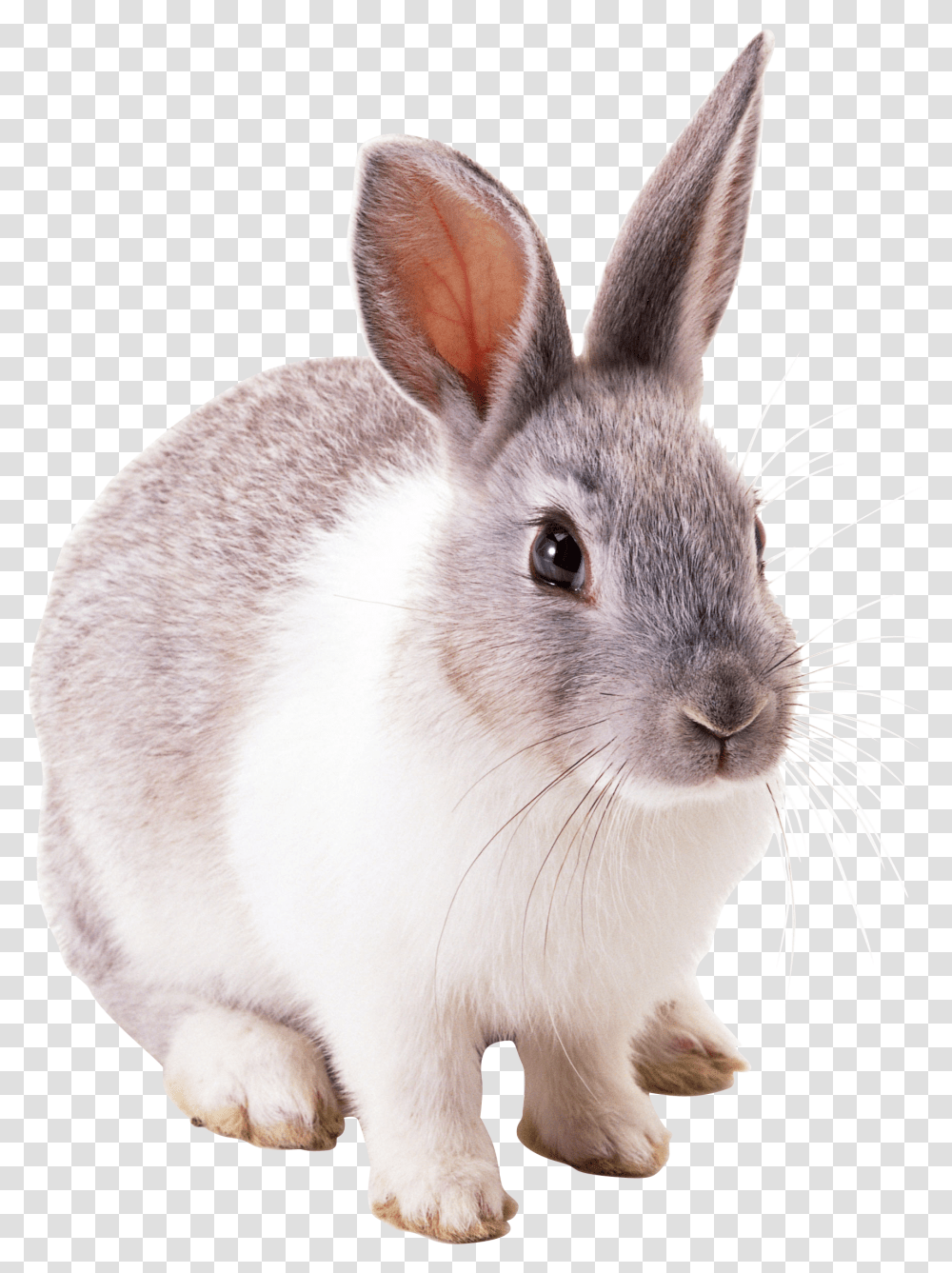 White Rabbit Rabbits, Rodent, Mammal, Animal, Cat Transparent Png