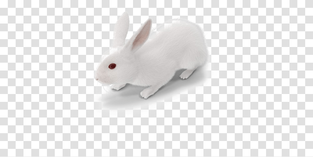 White Rabbit White Rabbit Images, Rodent, Mammal, Animal, Hare Transparent Png